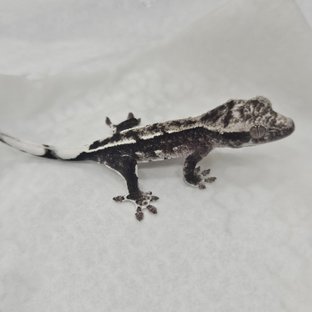 아잔틱