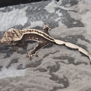 아잔틱