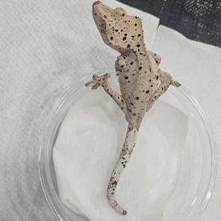 달마시안