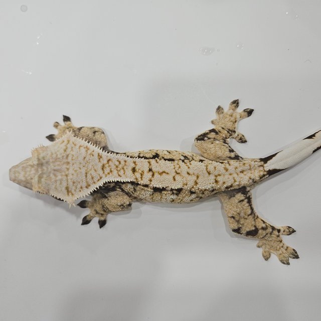 노멀 트라이 드리피