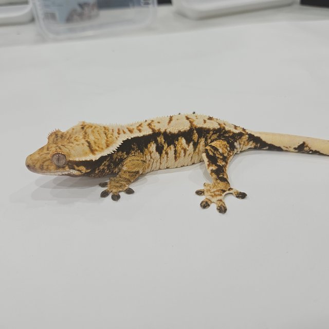 노멀 트라이 화이트스팟