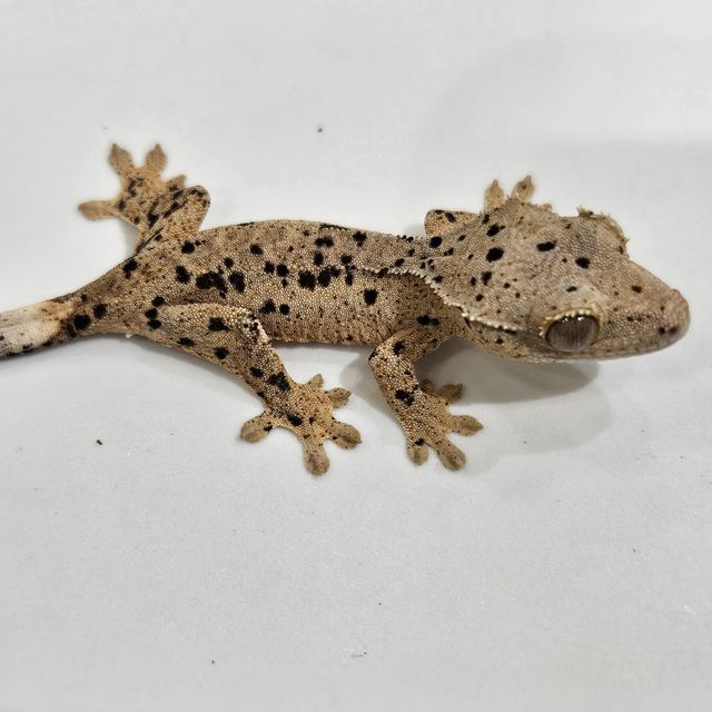 달마시안