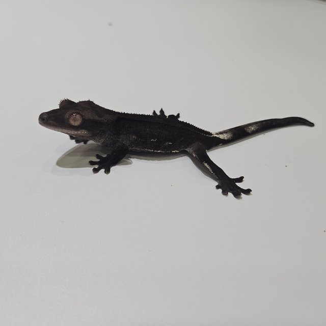 팬텀 슈퍼스트라이프 아잔틱