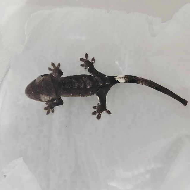 아잔틱