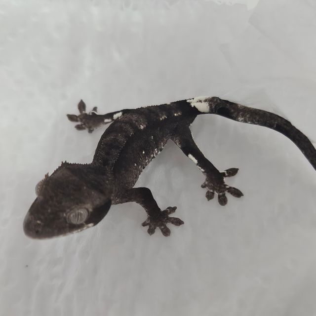 아잔틱