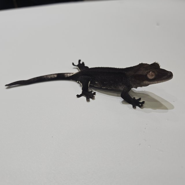 팬텀 슈퍼스트라이프 아잔틱