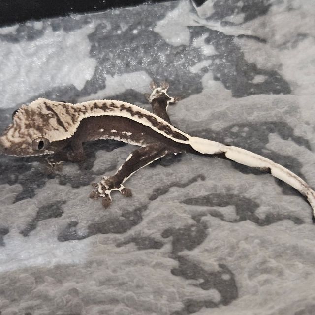 아잔틱