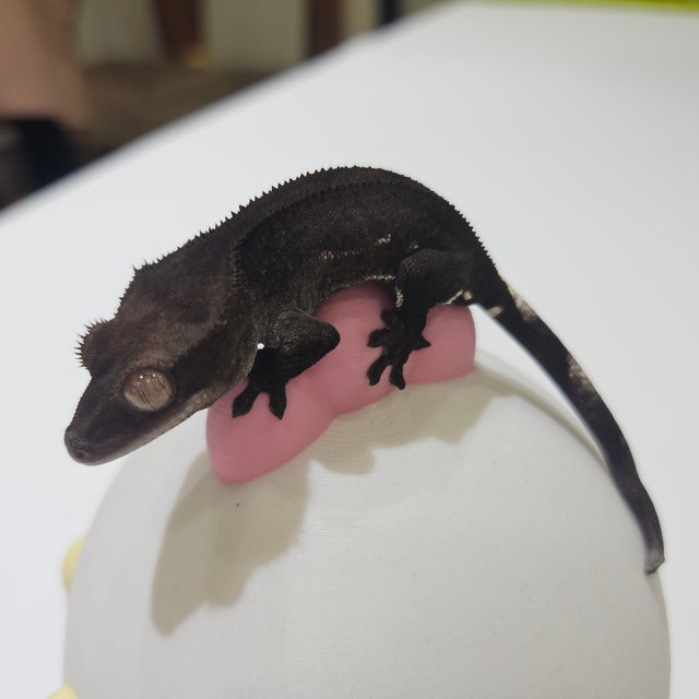 팬텀 슈퍼스트라이프 아잔틱