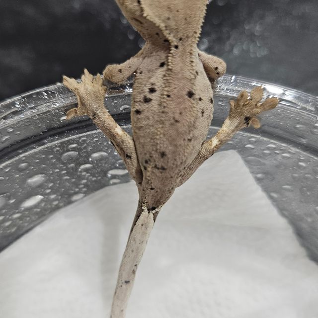 달마시안