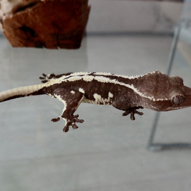 릴잔틱
