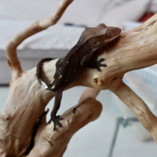 아잔틱