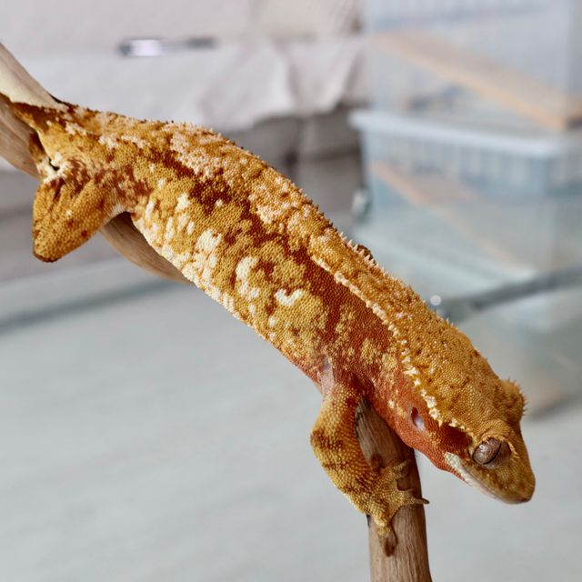 레드 트라이