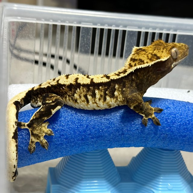 트라이 익스트림할리퀸