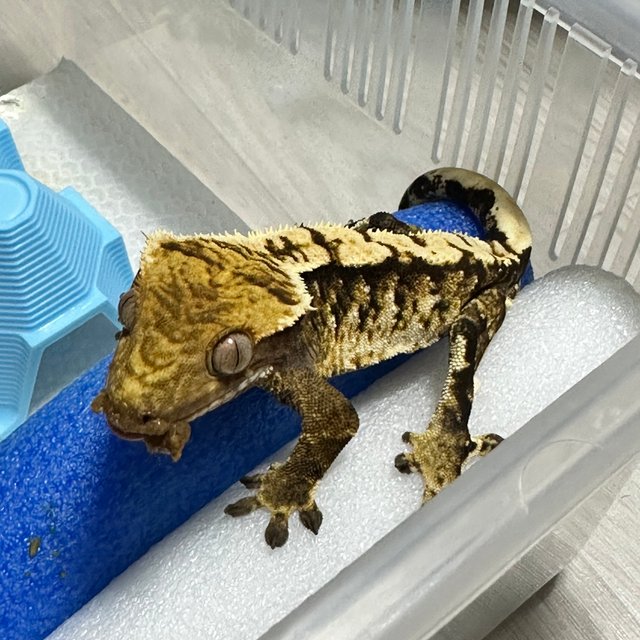 트라이 익스트림할리퀸