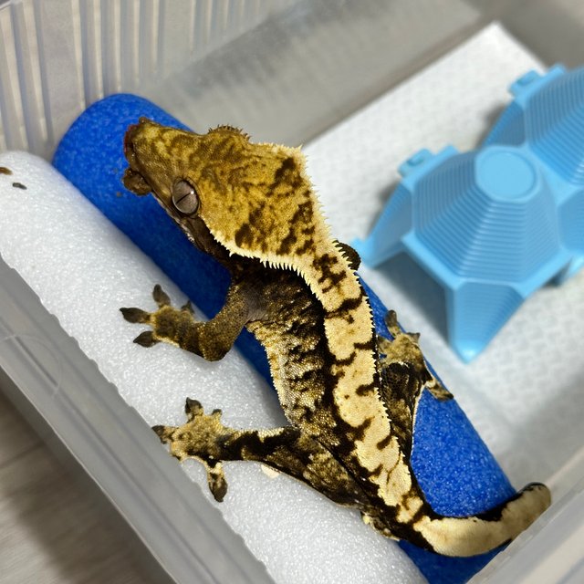 트라이 익스트림할리퀸