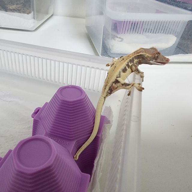 프라푸치노