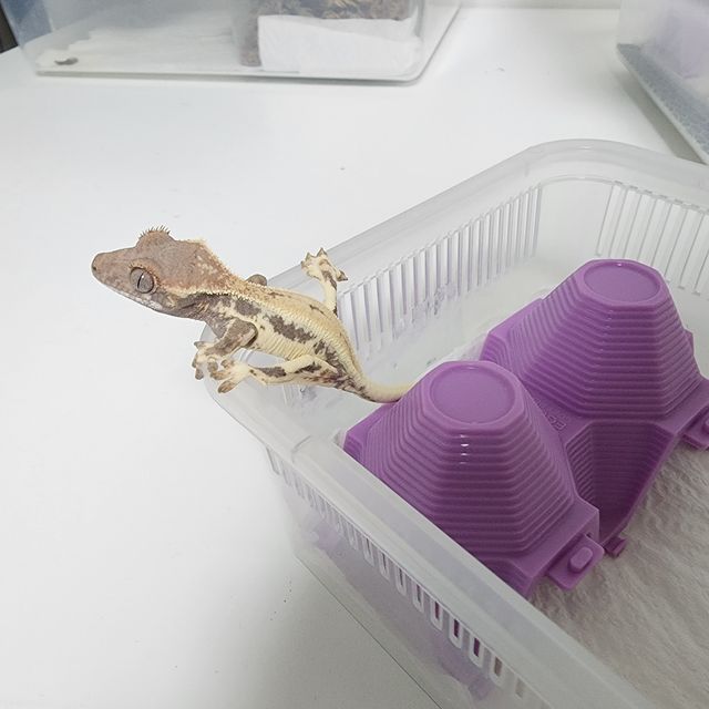 프라푸치노