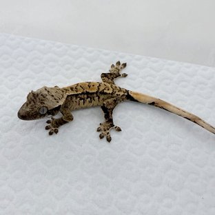 노멀 트라이 익스트림할리퀸