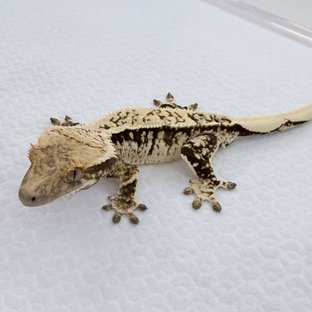 노멀 드리피 풀핀