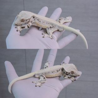 대한