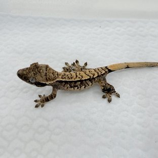 트라이 익스트림할리퀸