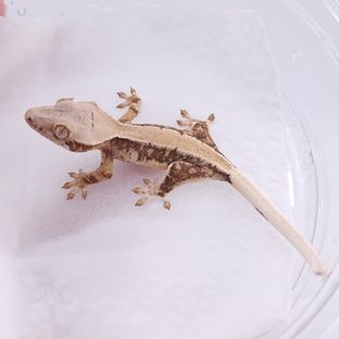 대한X설레