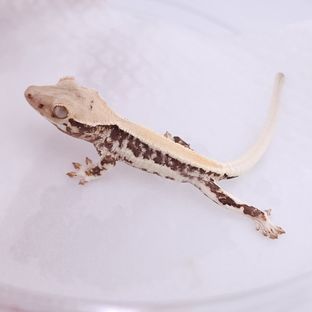 대한X소예