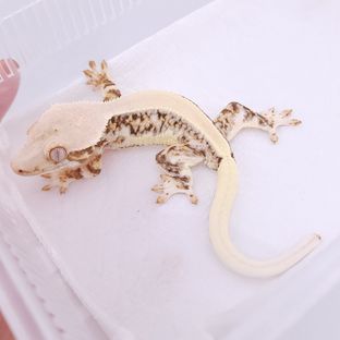 대한X꽃샘