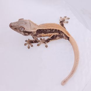 대한X소예