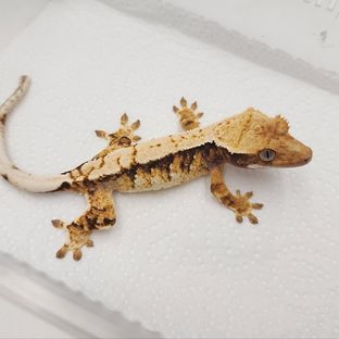 아코