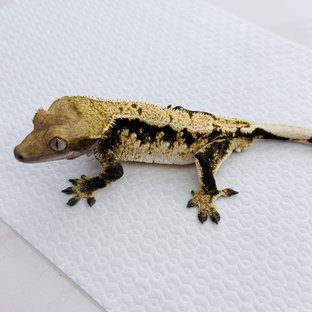 노멀 트라이 드리피 익스트림할리퀸