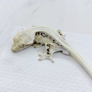 릴리화이트 솔리드백