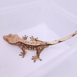 대한X정음
