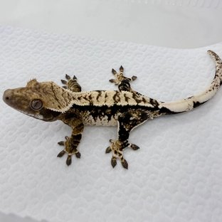 노멀 트라이 익스트림할리퀸