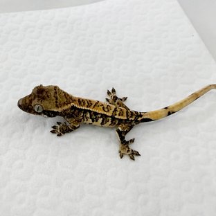 노멀 트라이 익스트림할리퀸