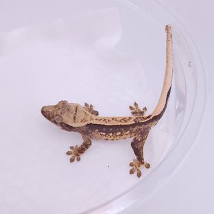 대한X소예