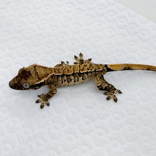 노멀 트라이 익스트림할리퀸