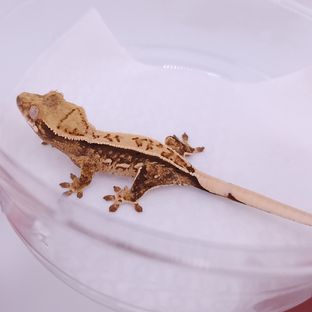 대한X미소