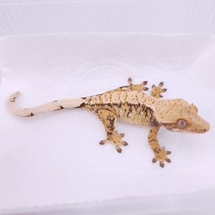 대한X꽃샘