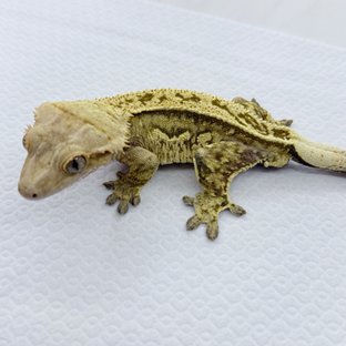 100%헷아잔틱 쿼드 풀핀