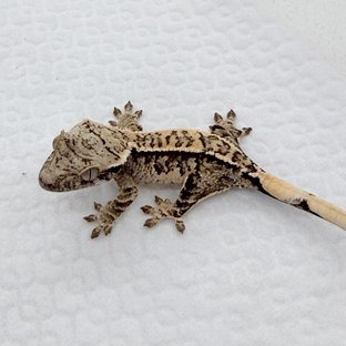 트라이 익스트림할리퀸