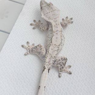 백설