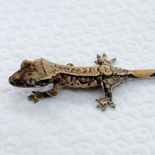 백자X서리
