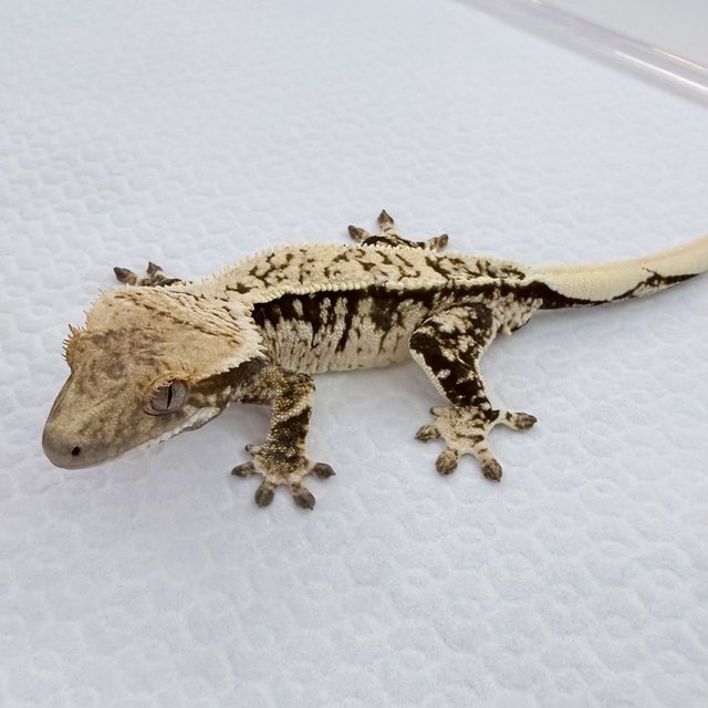 노멀 드리피 풀핀