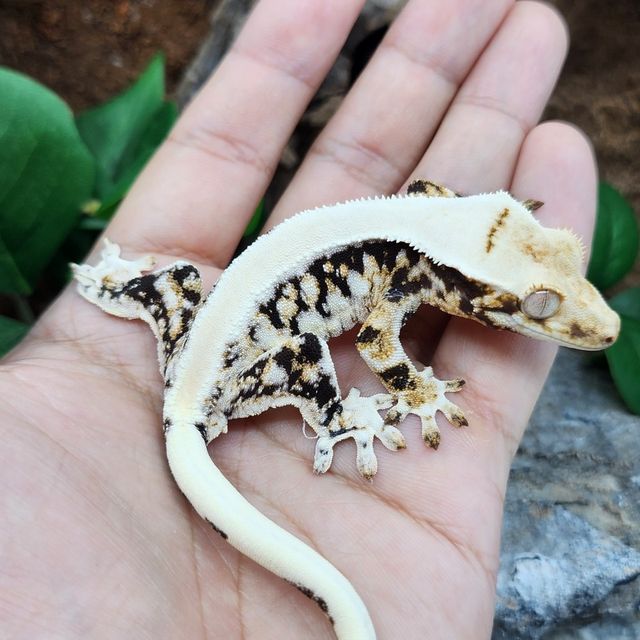 릴리화이트 트라이