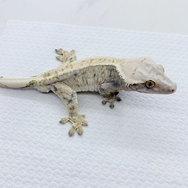 노멀 트라이 드리피