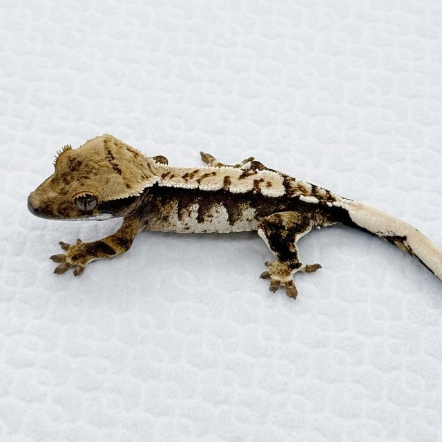 노멀 트라이 익스트림할리퀸