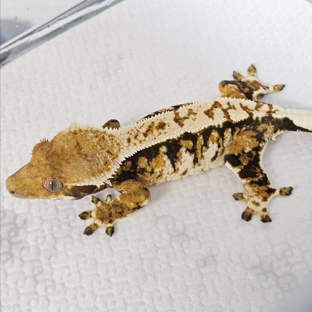 트라이 익스트림할리퀸