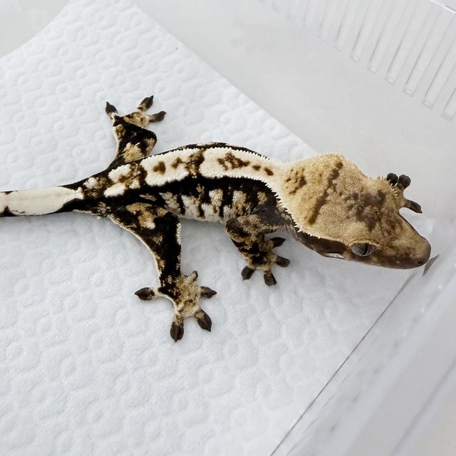 노멀 트라이 익스트림할리퀸