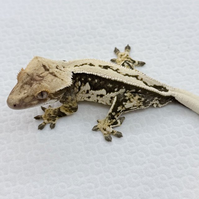 노멀 쿼드 풀핀 핀스트라이프